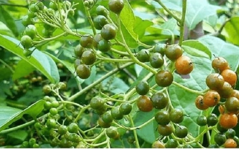 Sự thật về công dụng của Xạ đen trong việc giảm mỡ máu và ổn định huyết áp