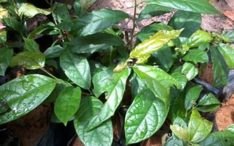 Sự thật về công dụng của Xạ đen trong việc giảm mỡ máu và ổn định huyết áp