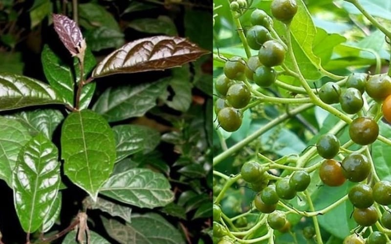 Sự thật về công dụng của Xạ đen trong việc giảm mỡ máu và ổn định huyết áp