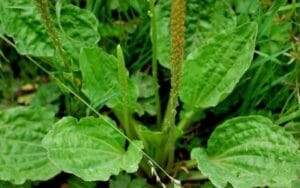 Tả trạch có thể giúp ổn định đường huyết cho người tiểu đường?