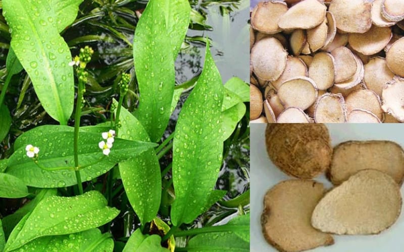 Tả trạch có thể giúp ổn định đường huyết cho người tiểu đường?