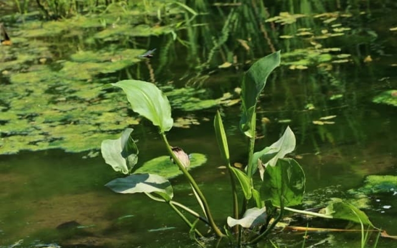 Tả trạch có thể giúp ổn định đường huyết cho người tiểu đường?