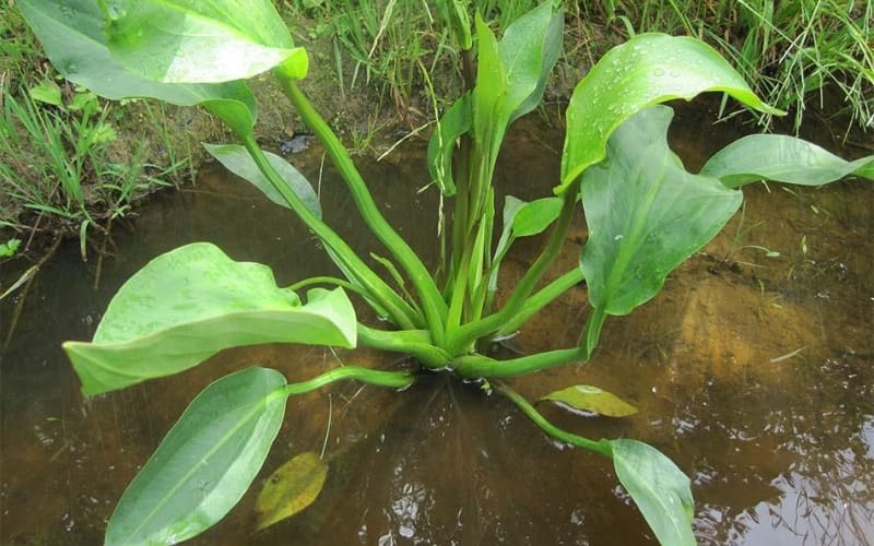 Tả trạch có thể giúp ổn định đường huyết cho người tiểu đường?