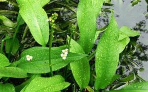 Tả trạch giúp giải độc cơ thể – Có nên sử dụng hàng ngày?