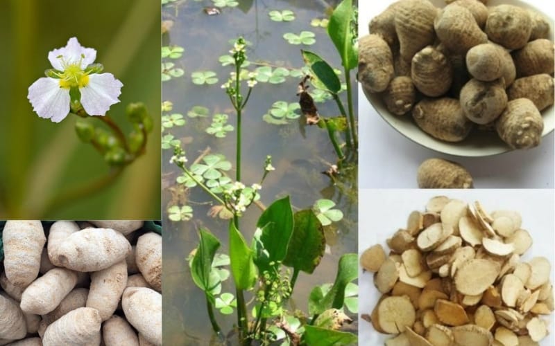 Tả trạch giúp giải độc cơ thể – Có nên sử dụng hàng ngày?