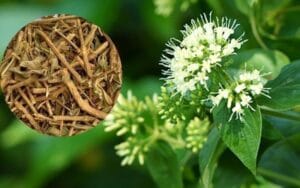 Trào ngược dạ dày, viêm loét dạ dày có thể cải thiện bằng Dạ cẩm không?