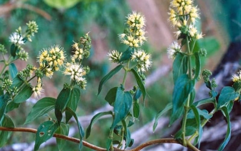 Trào ngược dạ dày, viêm loét dạ dày có thể cải thiện bằng Dạ cẩm không?