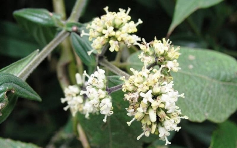 Trào ngược dạ dày, viêm loét dạ dày có thể cải thiện bằng Dạ cẩm không?