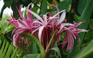 Trinh nữ hoàng cung có thể giúp phụ nữ giảm nguy cơ u nang, u xơ ra sao?