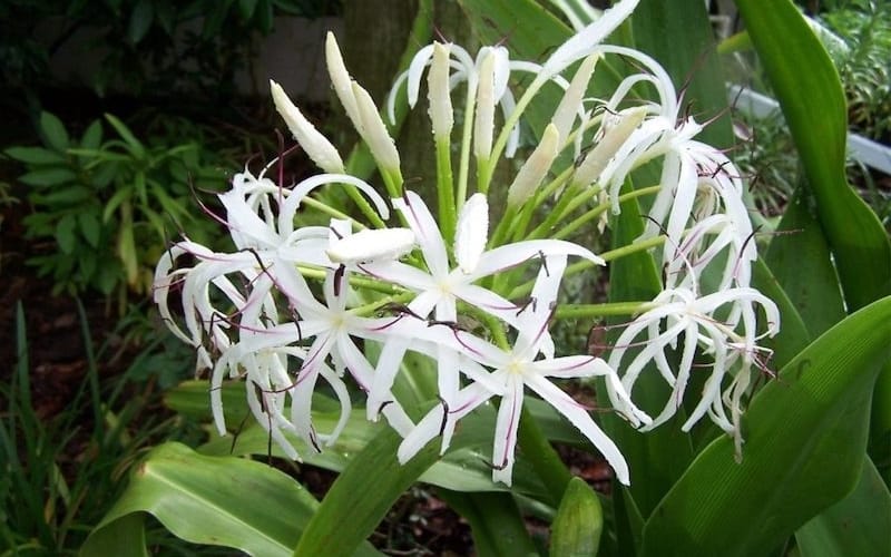 Trinh nữ hoàng cung có thể giúp phụ nữ giảm nguy cơ u nang, u xơ ra sao?