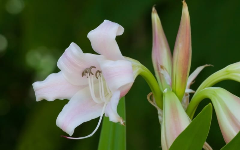 Trinh nữ hoàng cung có thể giúp phụ nữ giảm nguy cơ u nang, u xơ ra sao?