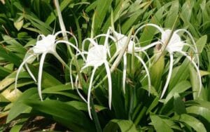 Trinh nữ hoàng cung uống trong bao lâu thì có tác dụng?