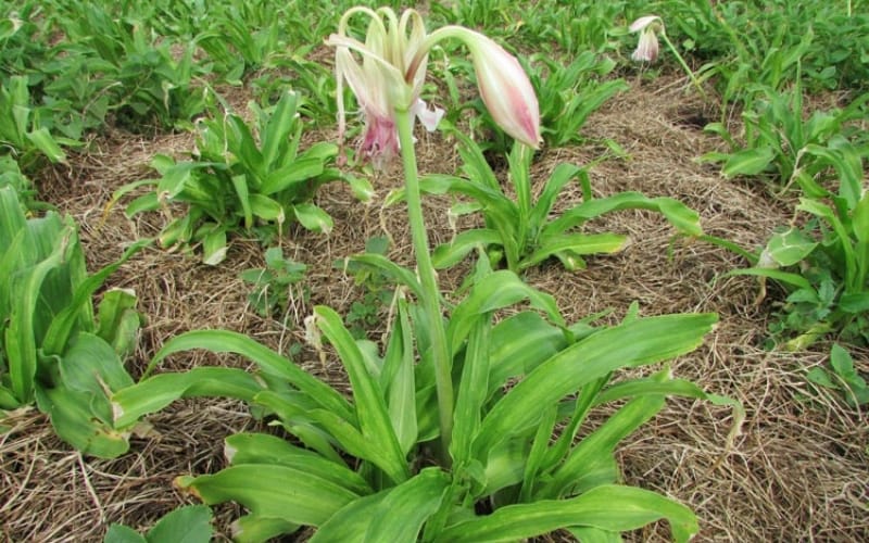 Trinh nữ hoàng cung uống trong bao lâu thì có tác dụng?