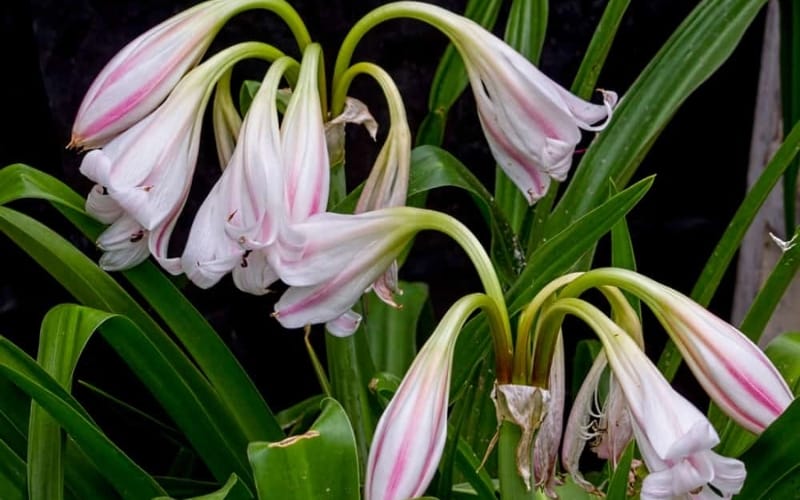 Trinh nữ hoàng cung uống trong bao lâu thì có tác dụng?