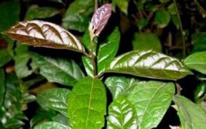 Xạ đen có thật sự giúp thanh lọc cơ thể và hỗ trợ điều trị ung bướu?