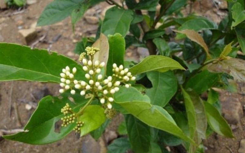 Xạ đen có thật sự giúp thanh lọc cơ thể và hỗ trợ điều trị ung bướu?