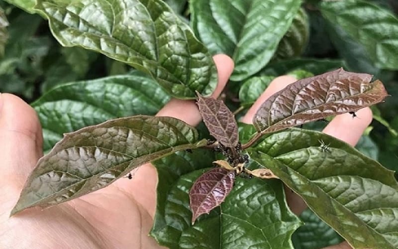 Xạ đen có thật sự giúp thanh lọc cơ thể và hỗ trợ điều trị ung bướu?