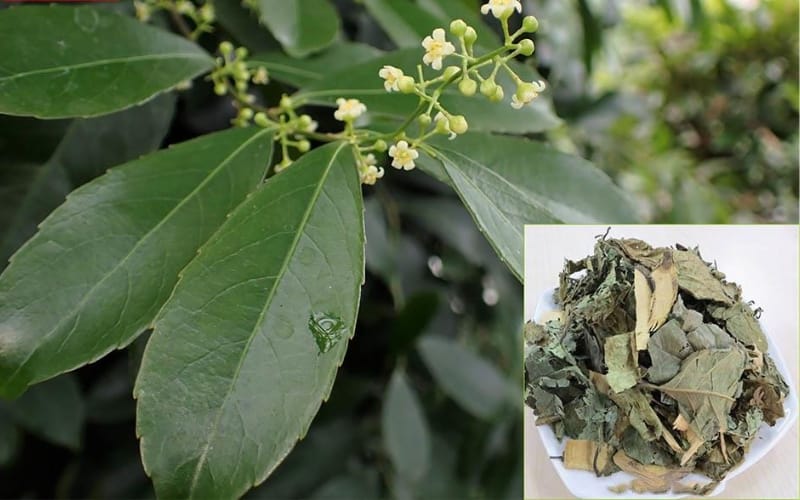 Xạ đen có thật sự giúp thanh lọc cơ thể và hỗ trợ điều trị ung bướu?