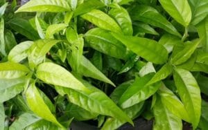 Xương khỉ có thể hỗ trợ điều trị viêm khớp và bệnh gút như thế nào?