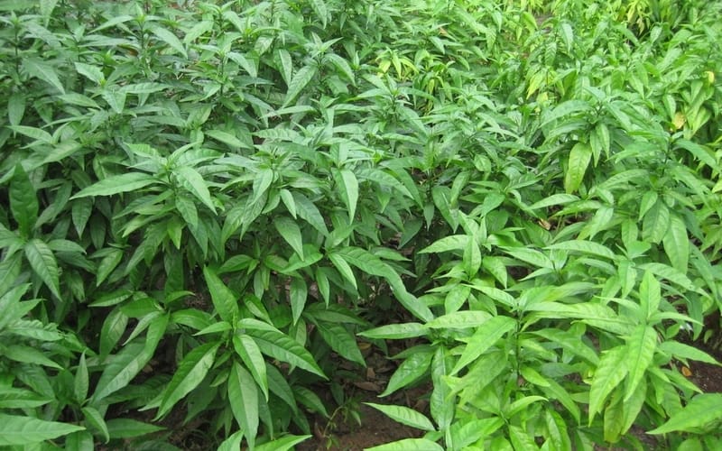 Xương khỉ có thể hỗ trợ điều trị viêm khớp và bệnh gút như thế nào?