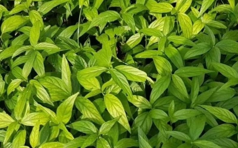 Xương khỉ có thể hỗ trợ điều trị viêm khớp và bệnh gút như thế nào?