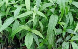 Xương khỉ – Loại cây được truyền tai nhau về tác dụng cải thiện xương khớp