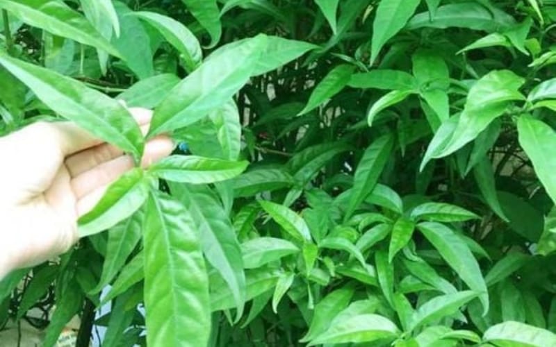 Xương khỉ – Loại cây được truyền tai nhau về tác dụng cải thiện xương khớp
