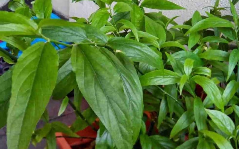 Xương khỉ – Loại cây được truyền tai nhau về tác dụng cải thiện xương khớp